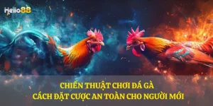 Chiến thuật chơi đá gà - Cách đặt cược an toàn cho người mới